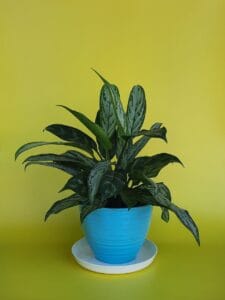 Foto de uma Aglaonema