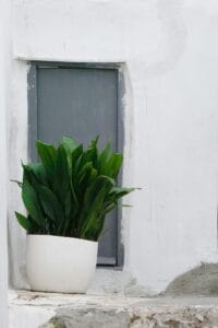 Foto de uma Planta-de-ferro-fundido (Aspidistra elatior)