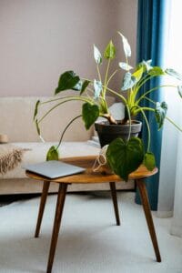 Foto de Filodendros (Philodendron)
