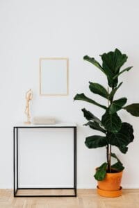 Foto de Ficus-lira (Ficus lyrata)
