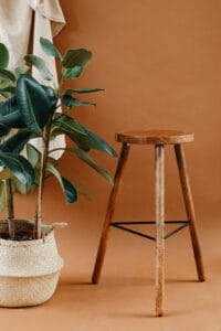 Foto de Ficus-elástica (Ficus elastica)