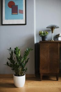Foto de Zamioculcas (Zamioculcas zamiifolia)