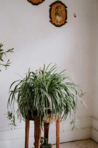 Foto de uma planta-aranha