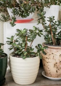 Foto de Planta-jade (Crassula ovata)