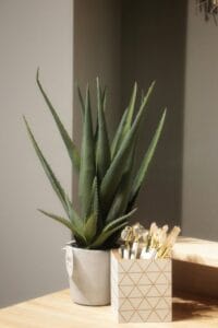 Foto de uma babosa (aloe vera)