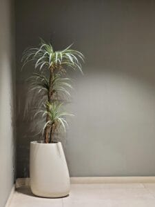 Foto de uma dracaena