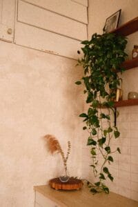 Foto de uma Hera-do-diabo (Epipremnum aureum)